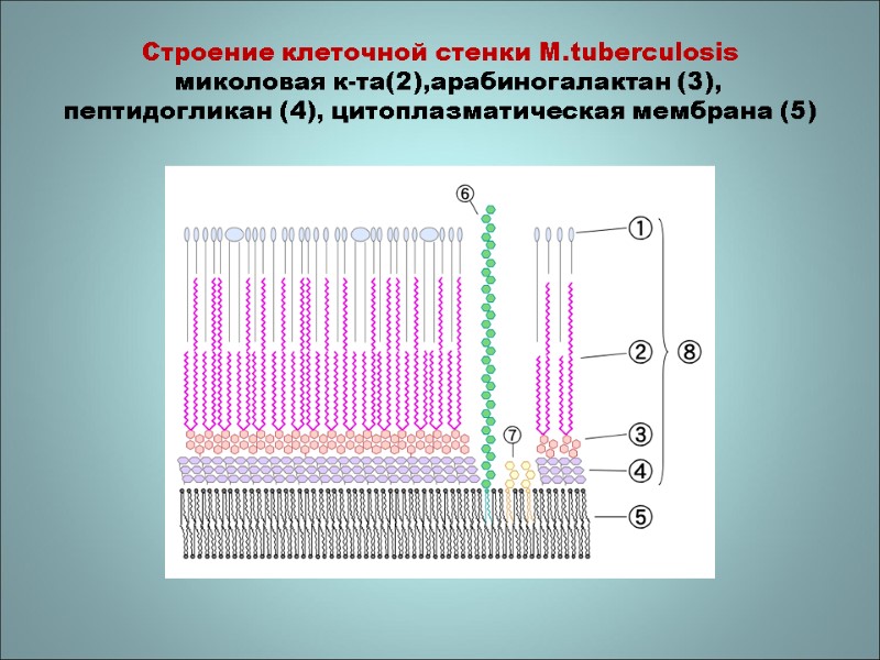 Строение клеточной стенки M.tuberculosis   миколовая к-та(2),арабиногалактан (3), пептидогликан (4), цитоплазматическая мембрана (5)